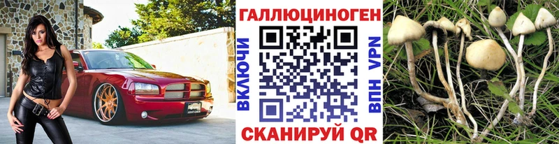 Псилоцибиновые грибы Cubensis  Березники 